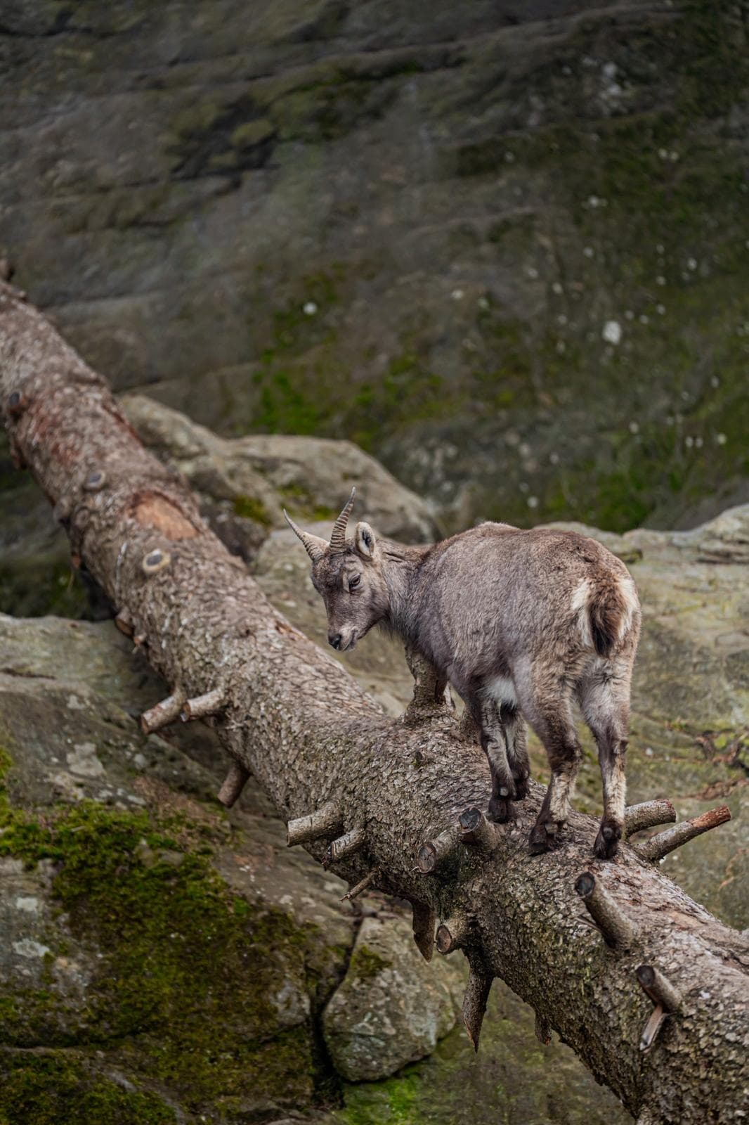 Jeune bouquetin en équilibre sur un tronc d'arbre couché