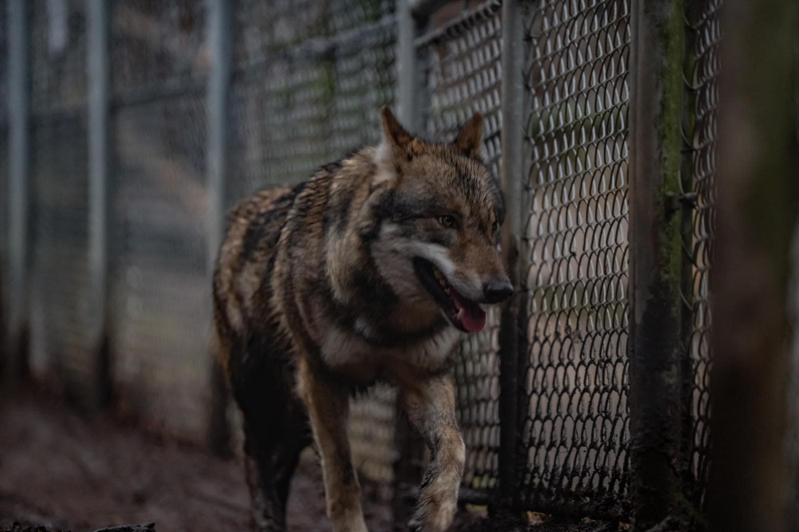 Loup gris de profil devant une clôture grillagée