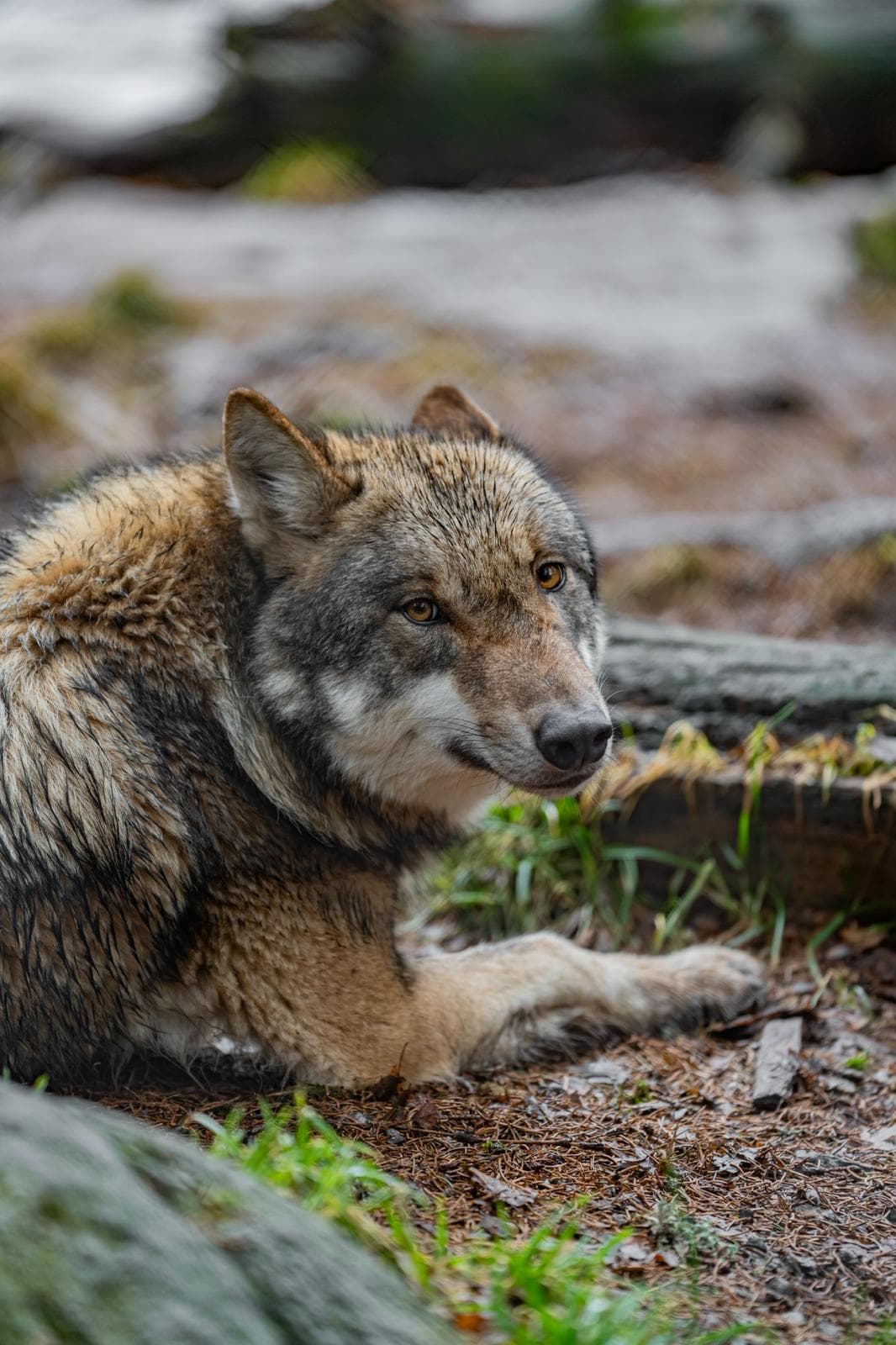 Loup gris couché au repos sur un sol de gravier
