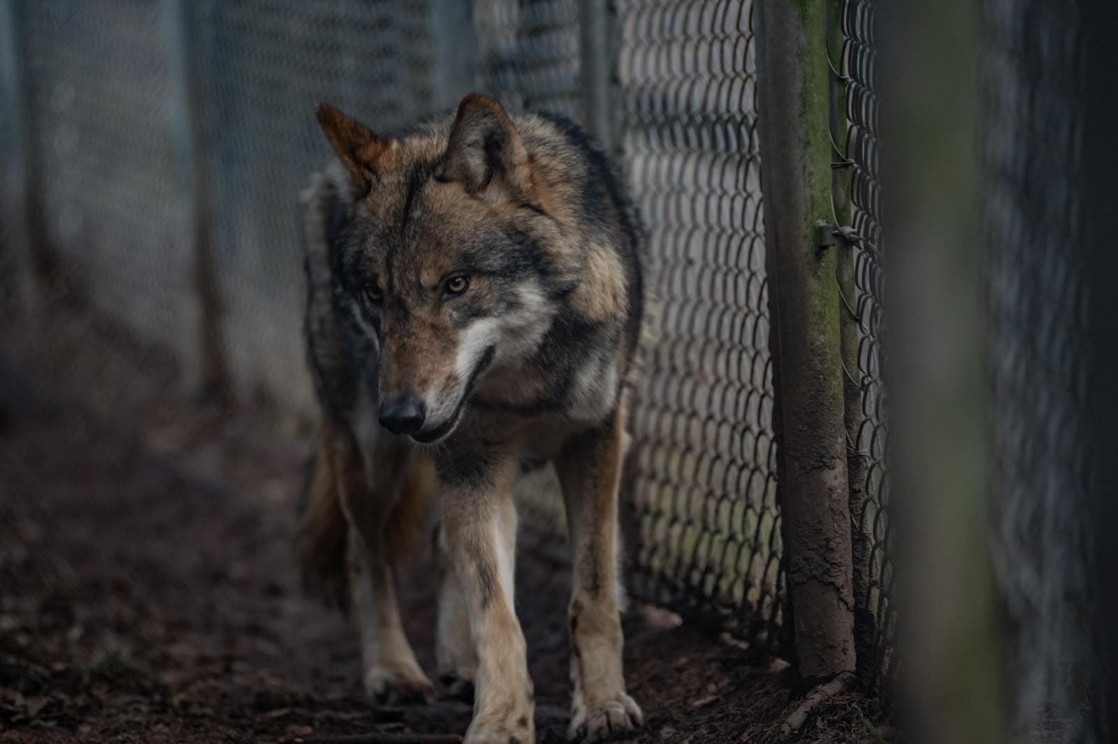 Loup gris marchant le long d'une clôture grillagée
