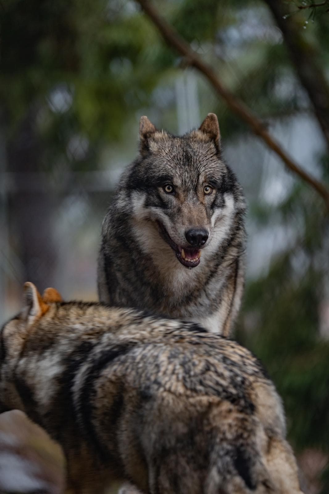 Deux loups gris côte à côte, l'un fixant l'objectif