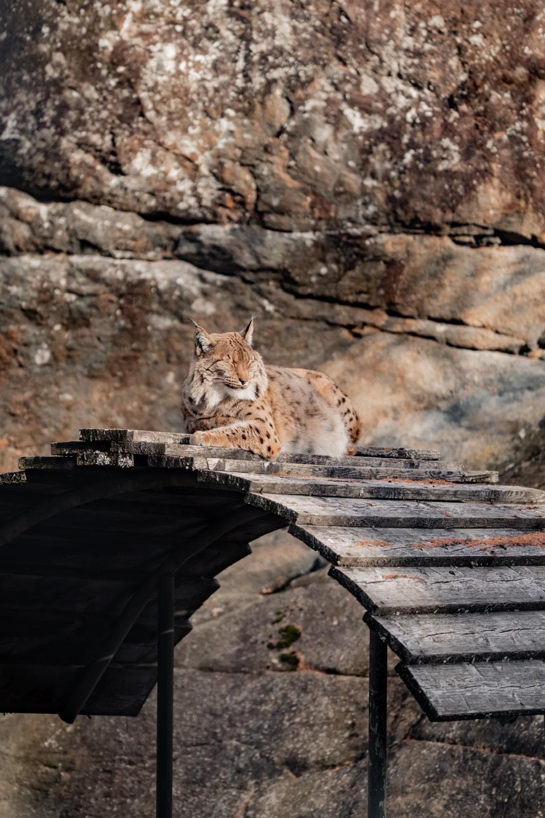Lynx couché sur une passerelle de bois devant une paroi rocheuse