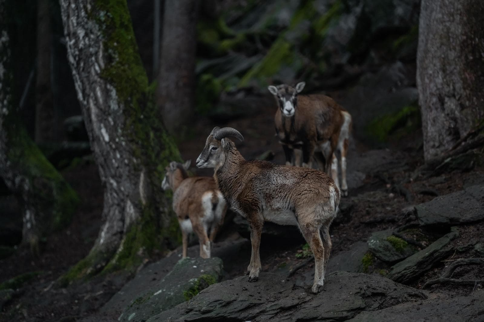 Groupe de mouflons sur un versant rocheux boisé